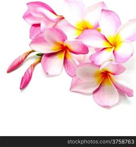 Tropical pink Plumeria or Fangipani flower, isolated on a white background