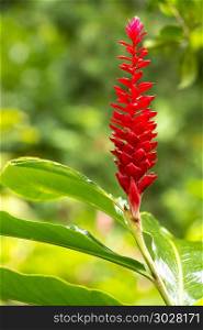 Tropical Plant Alpinia Purpurata. Alpinia Purpurata or Red Ginger a vibrant pink tropical plant