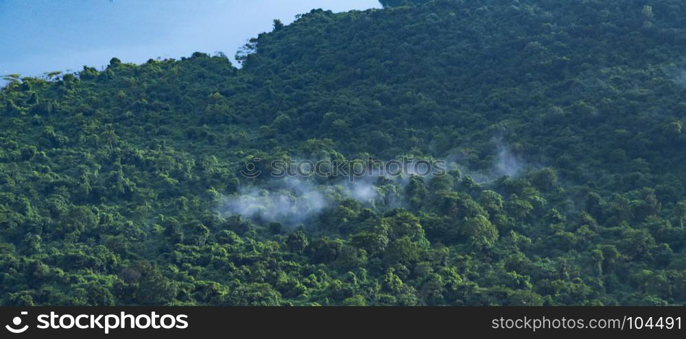 tropical plant and flower in the forest of deep