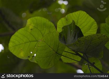 tropical plant and flower in the forest of deep