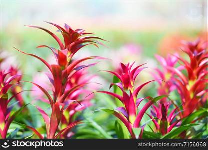 Tropical plant bromeliad flower in the garden / Colorful of bromeliads farm decorate in the nursery background