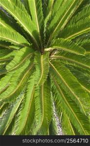 Tropical plant detail.