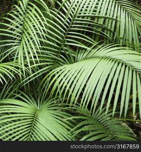 Tropical plant fronts in Daintree Rainforest, Australia.