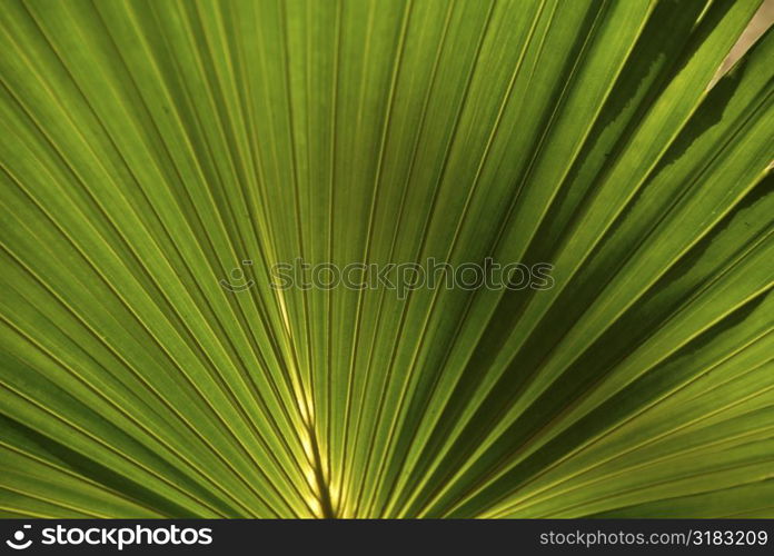 Tropical Plant in Costa Rica