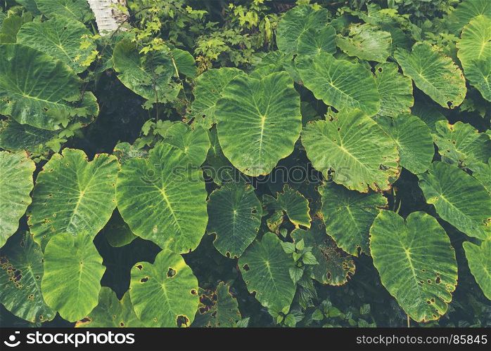 tropical plant in deep forest