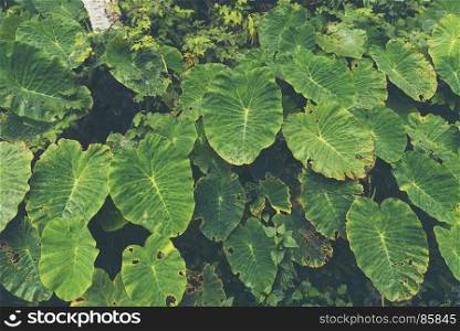 tropical plant in deep forest