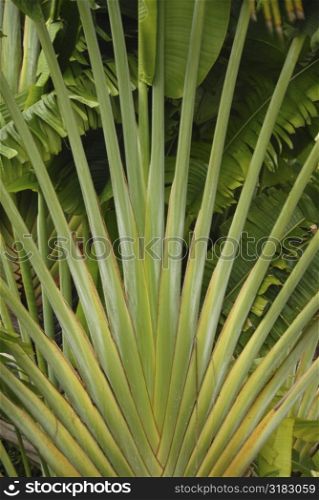 Tropical plant in Parrot Cay