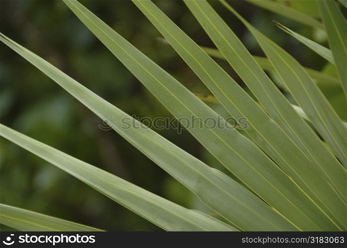 Tropical plant in Parrot Cay