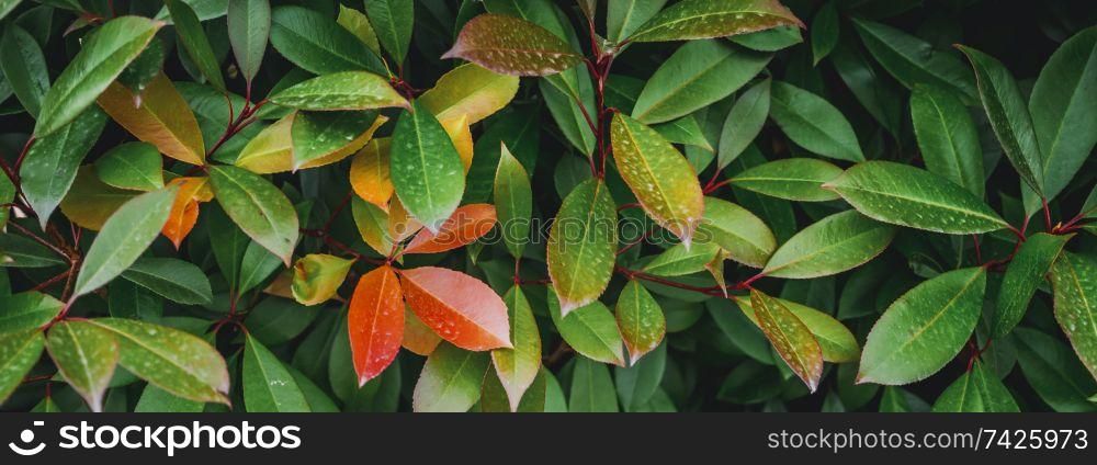 Tropical plant leaves. Macro closeup panoramic background. Tropical plant leaves