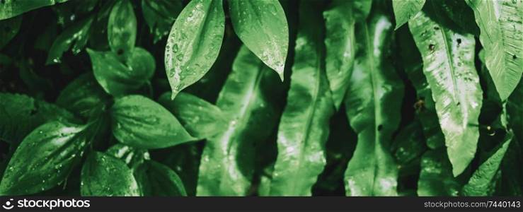 Tropical plant leaves. Macro closeup panoramic background. Tropical plant leaves