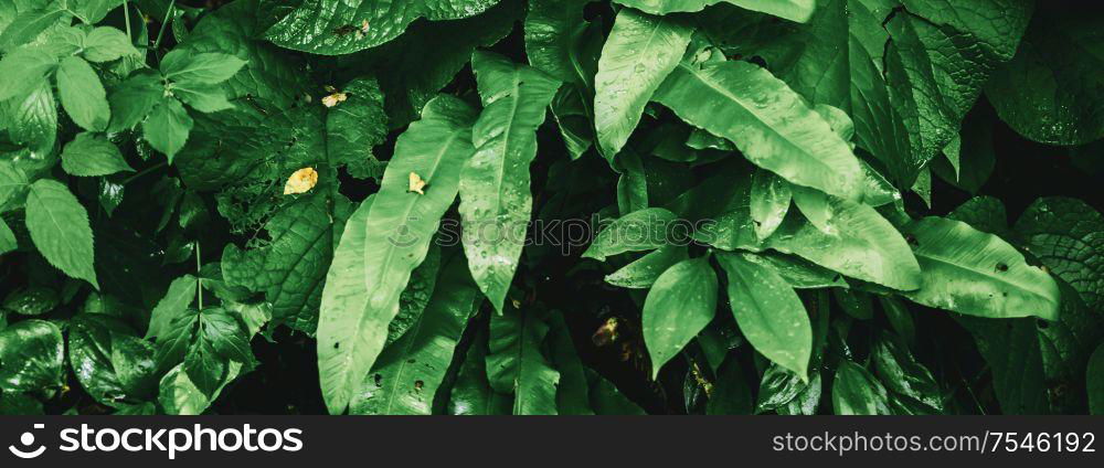 Tropical plant leaves. Macro closeup panoramic background. Tropical plant leaves