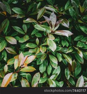 Tropical plant leaves. Macro closeup square background. Tropical plant leaves