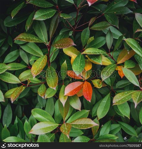 Tropical plant leaves. Macro closeup square background. Tropical plant leaves