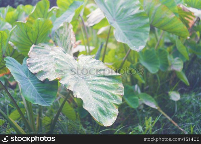tropical plant leaves, vintage filter image