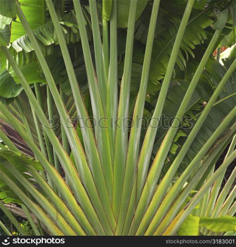 Tropical plants at Parrot Cay