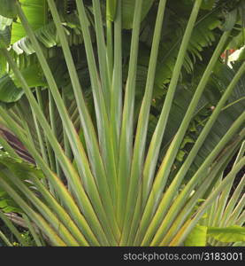 Tropical plants at Parrot Cay