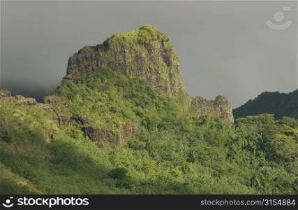 Tropical plants covering a hill, Moorea, Tahiti, French Polynesia, South Pacific
