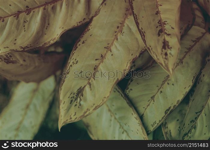 Tropical plants leaf. Nature dark brown, green dusk film color background.