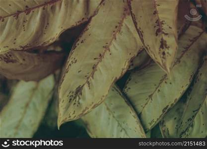 Tropical plants leaf. Nature dark brown, green dusk film color background.