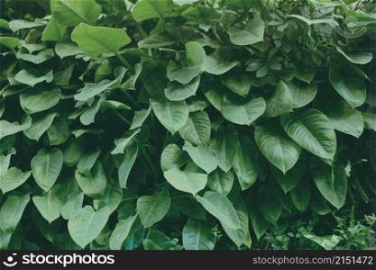 Tropical plants leaf. Nature dark green background.