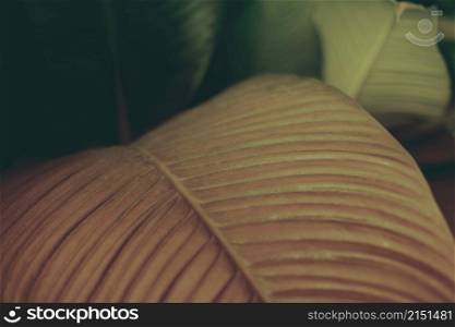Tropical plants leaf. Nature dark green dusk film color background.