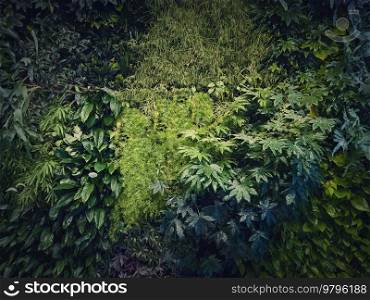 Tropical plants texture wall with many different vegetation leaves. Green wild herbs natural background. Fresh jungle foliage