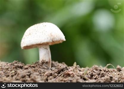 Tropical poisonous mushrooms blossoming in the forest concept of botany nature.