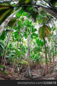Tropical rain forest of palm trees; VallAe de Mai, Praslin Island, Seychelles, Indian Ocean
