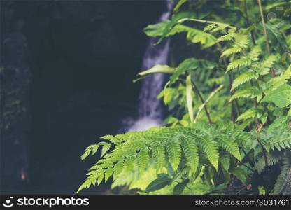 tropical rain forest plant, nature field