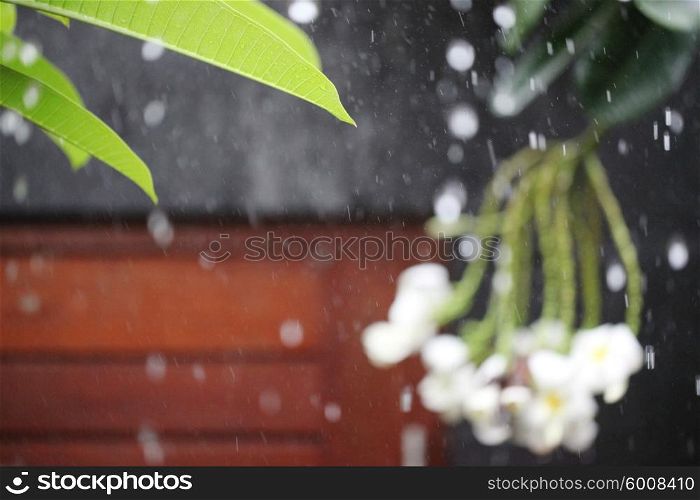 Tropical rain. Rain drops and tropical plants and flowers on background