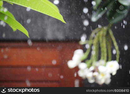 Tropical rain. Rain drops and tropical plants and flowers on background