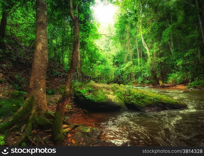 Tropical rainforest landscape with flowing river, rocks and jungle plants. Chiang Mai province, Thailand