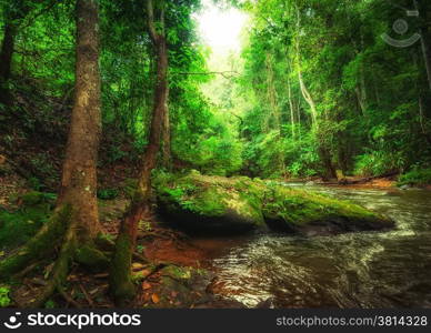 Tropical rainforest landscape with flowing river, rocks and jungle plants. Chiang Mai province, Thailand