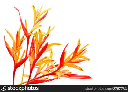 Tropical red and orange Heliconia flower, Heliconia psittacorum Rubra, isolated on a white background