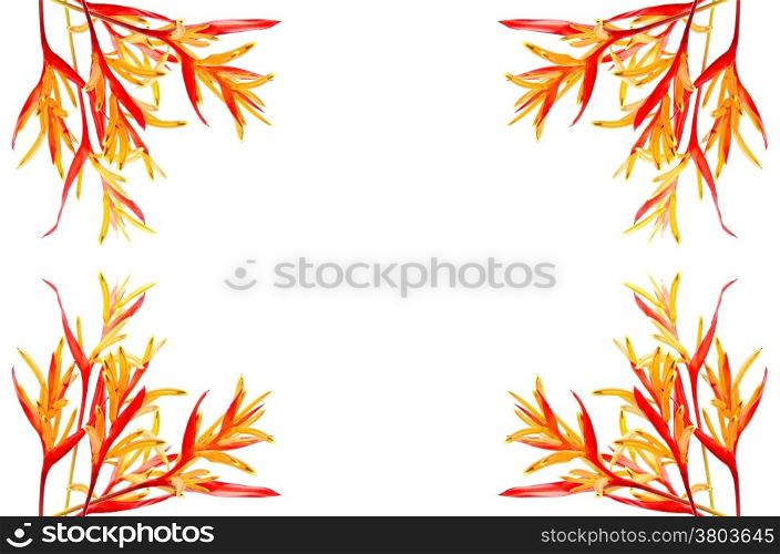 Tropical red and orange Heliconia flower, Heliconia psittacorum Rubra, isolated on a white background