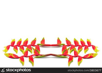 Tropical red Hanging Heliconia or Hanging Lobster Claw, Heliconia rostracta, isolated on a white background