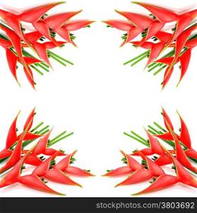 Tropical red heliconia flower (Heliconia stricta), isolated on a white background