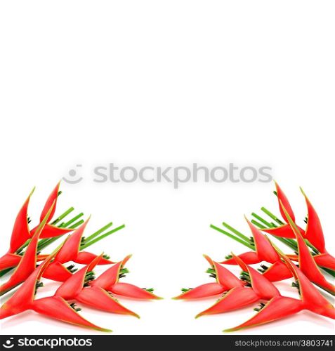 Tropical red heliconia flower (Heliconia stricta), isolated on a white background