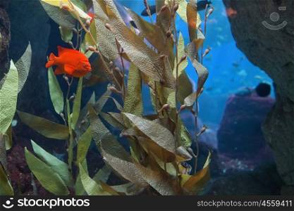 Tropical red mammon fish in aquarium