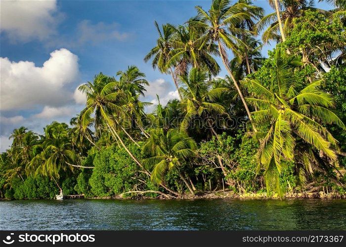 Tropical river with palm trees in Sri Lanka. Tropical island