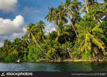 Tropical river with palm trees in Sri Lanka. Tropical island