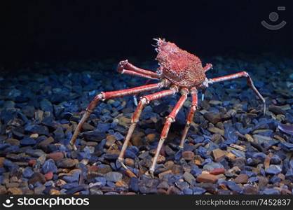Tropical Rock lobster under water in aquarium
