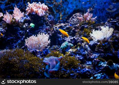 Tropical sea underwater with coral reefs and fish. beautiful view of sea life
