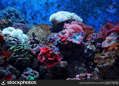 Tropical seaweed and corals, Thailand
