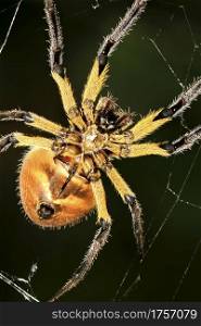 Tropical Spider, Tropical Rainforest, Napo River Basin, Amazonia, Ecuador, America