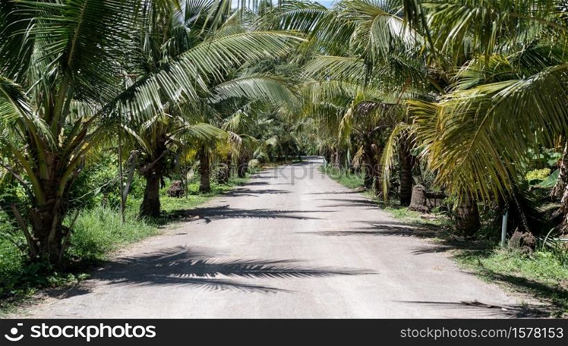 Tropical summer, Coconut palm trees garden with Dirt road.