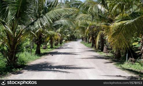 Tropical summer, Coconut palm trees garden with Dirt road.