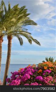 Tropical summer view with palm trees, flowers and blue water. From the island Gran Canaria in Spain.