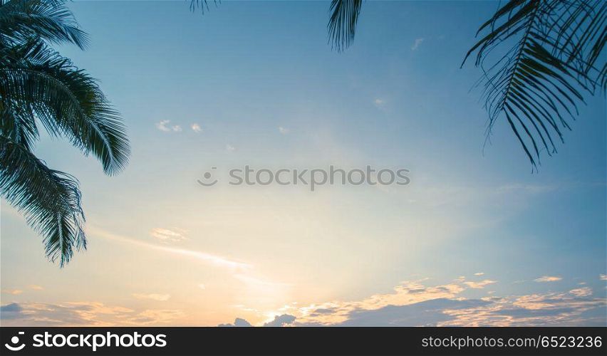 Tropical sunrise under palms. Tropical sunrise under palms. Summer morning panorama. Tropical sunrise under palms
