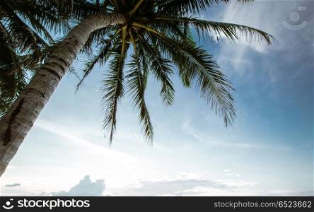 Tropical sunrise under palms. Tropical sunrise under palms. Summer morning panorama. Tropical sunrise under palms